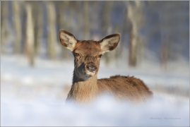 <p>JELEN LESNÍ (Cervus elaphus) obora   /Red deer - Rothirsch/</p>